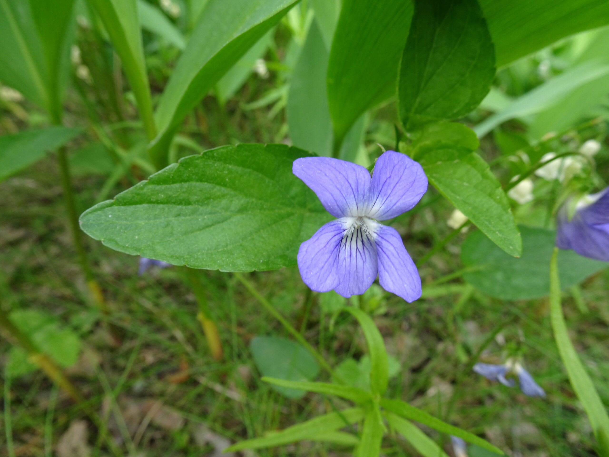 kasvikurssi